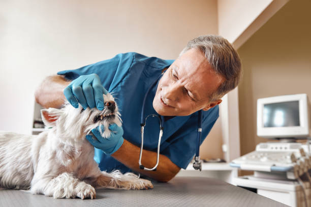 Best After-Hours Emergency Dentist in Edgerton, OH